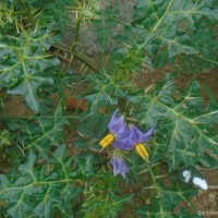 Solanum virginianum L.